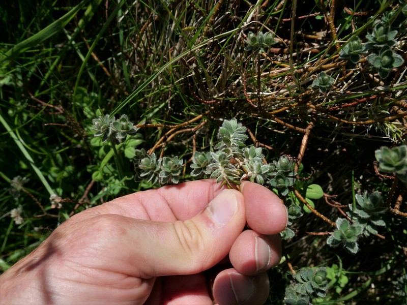 Pimelea barbata photo 2