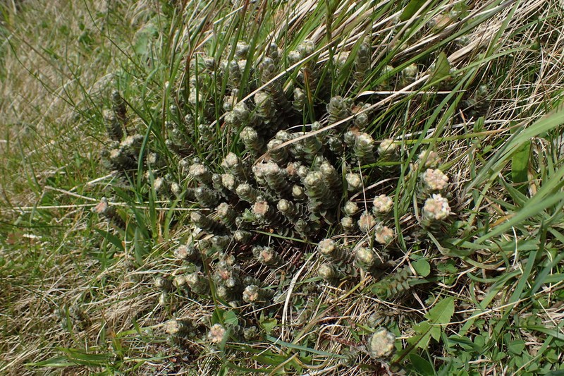 Pimelea barbata photo 3