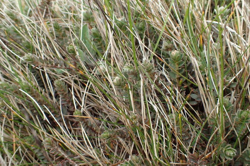 Pimelea barbata photo 5