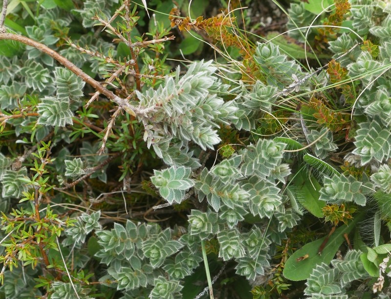 Pimelea barbata photo 6