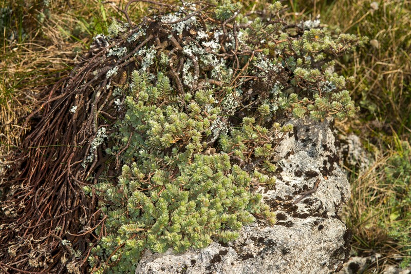 Pimelea barbata photo 8
