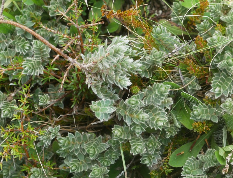 Pimelea barbata subsp. barbata