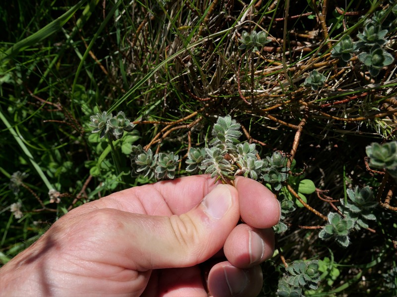 Pimelea barbata subsp. barbata photo 2
