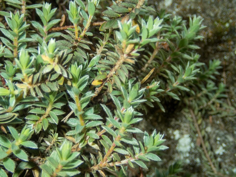Pimelea barbata subsp. barbata photo 3