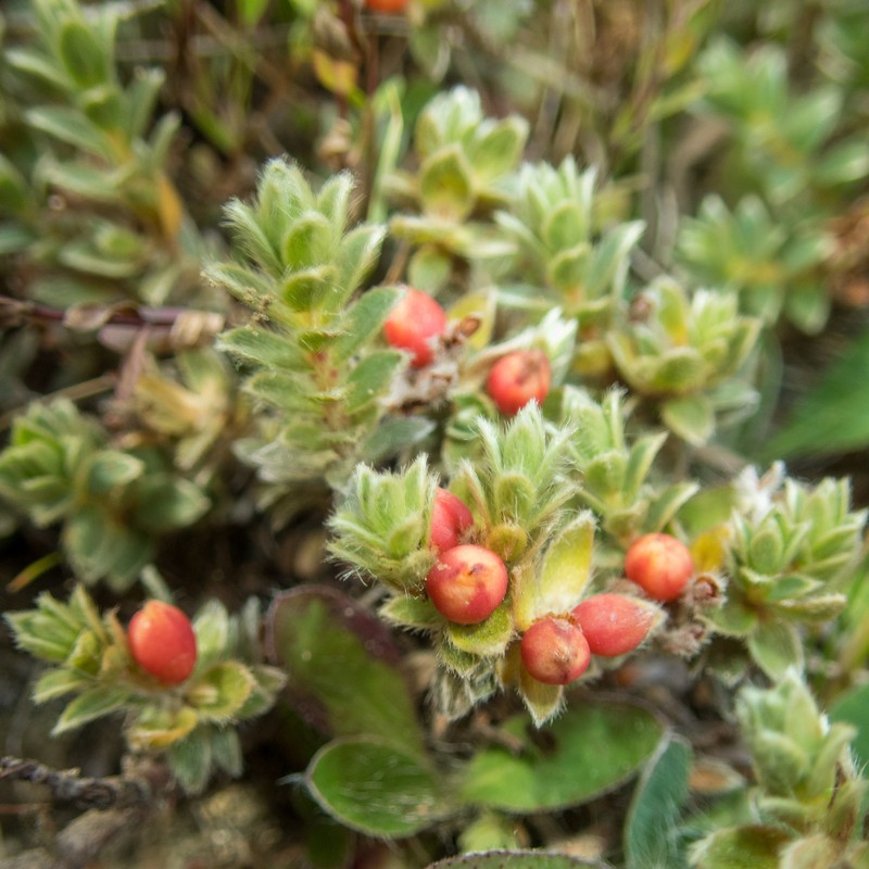 Pimelea barbata subsp. barbata photo 4