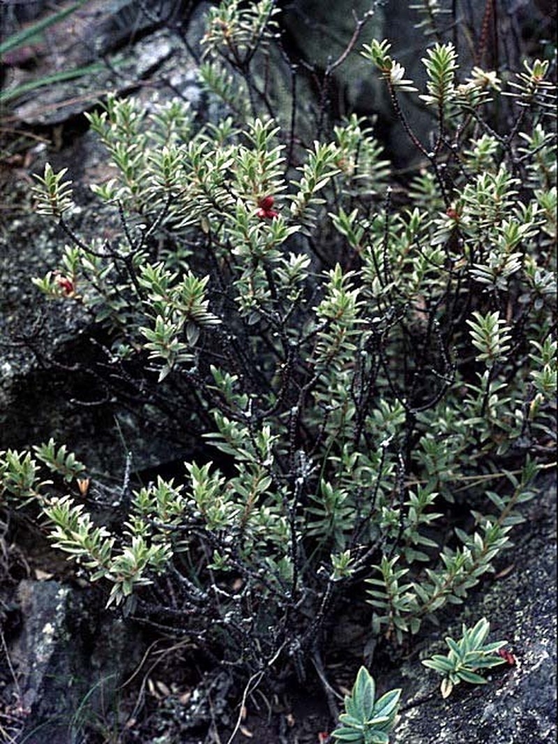 Pimelea barbata subsp. omoia