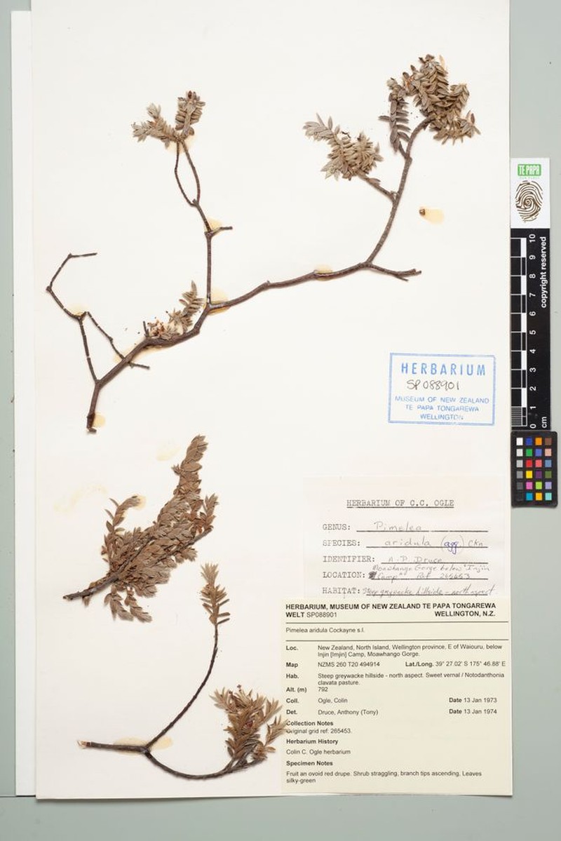 Pimelea barbata subsp. omoia photo 2