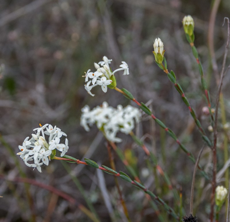 Pimelea brevifolia subsp. brevifolia