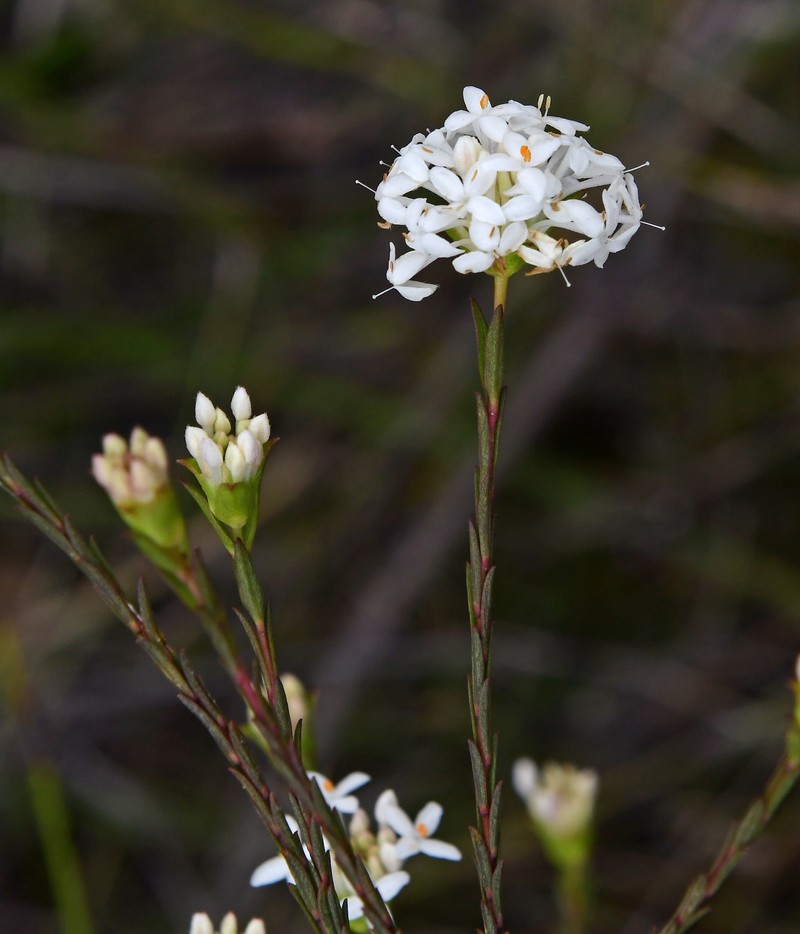 Pimelea brevifolia subsp. brevifolia photo 2