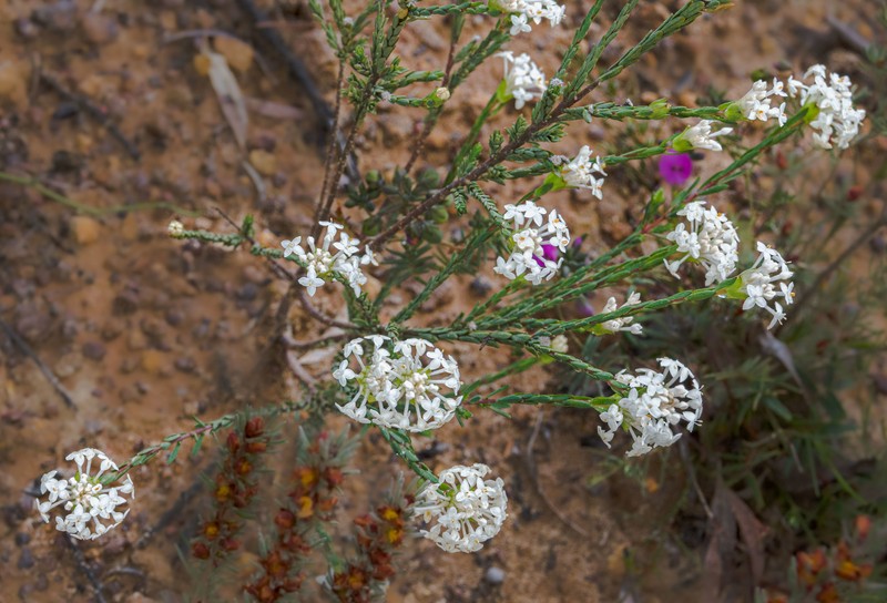 Pimelea brevifolia subsp. brevifolia photo 3