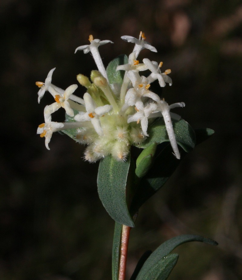 Pimelea brevifolia subsp. brevifolia photo 4