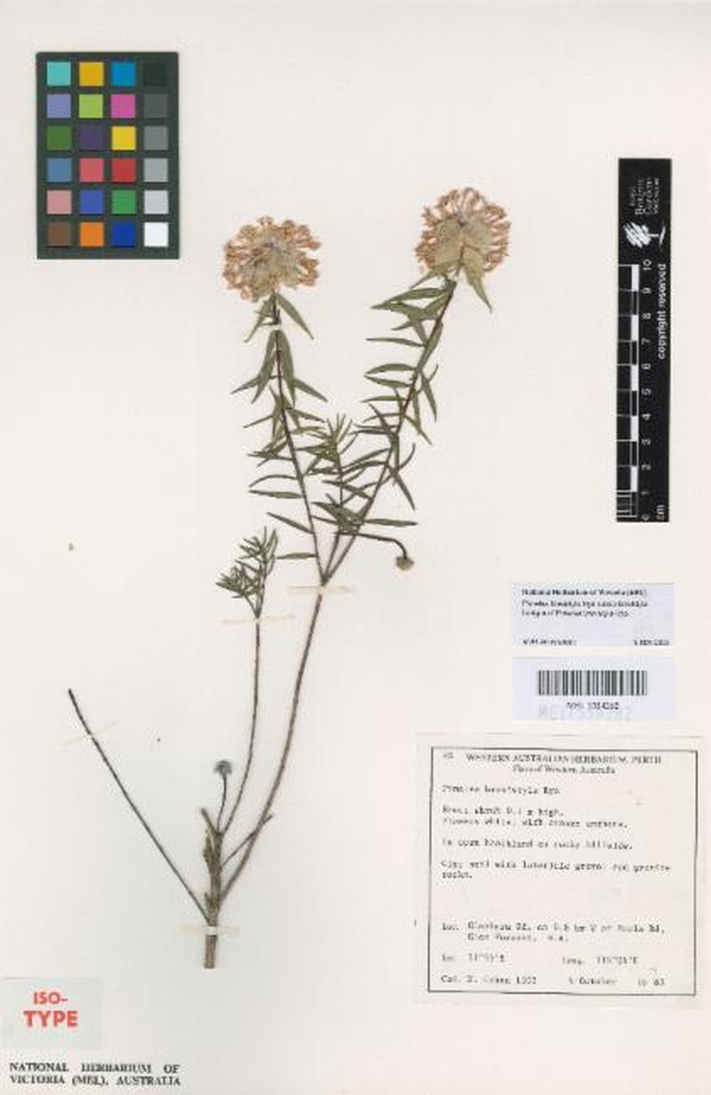 Pimelea brevistyla subsp. brevistyla