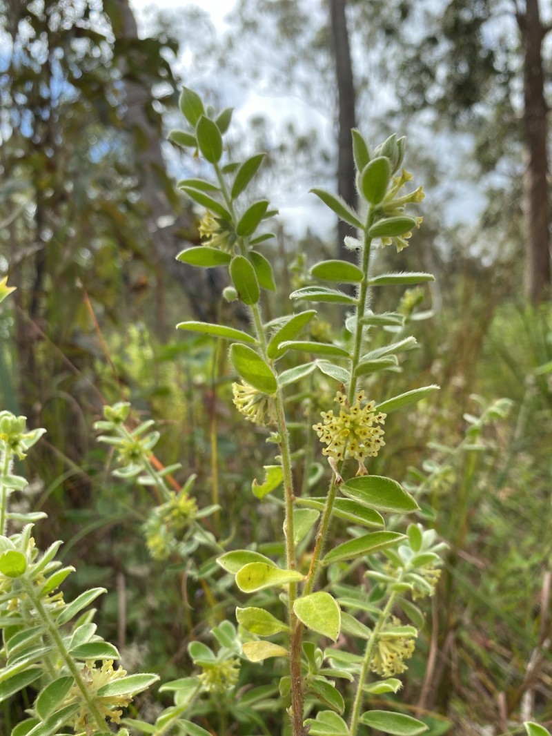 Pimelea chlorina
