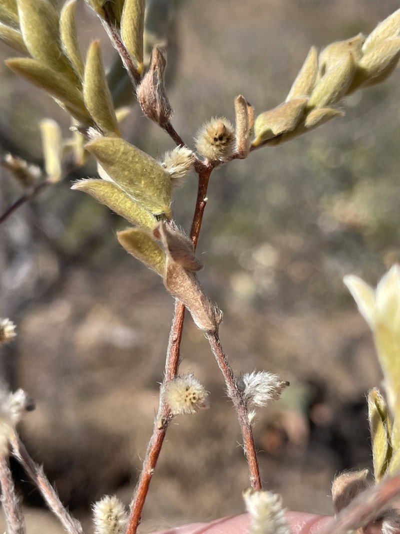 Pimelea chlorina photo 2