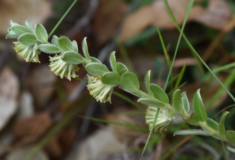 Pimelea chlorina photo 3