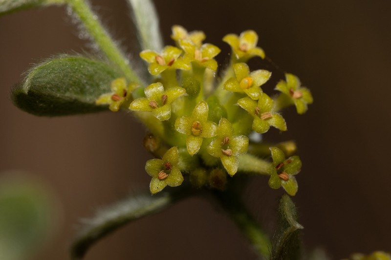Pimelea chlorina photo 4