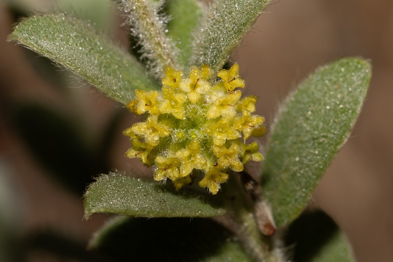 Pimelea chlorina photo 6