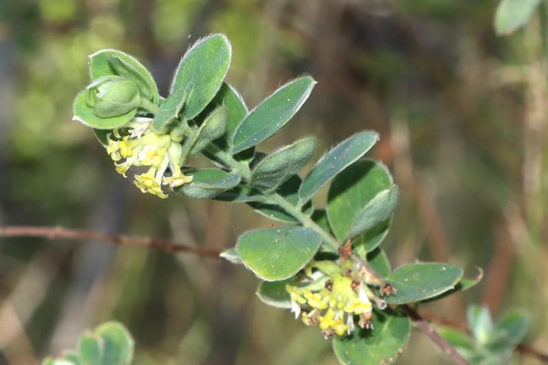 Pimelea chlorina photo 7