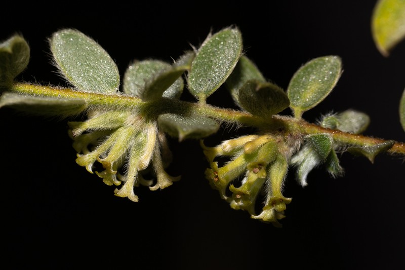 Pimelea chlorina photo 8