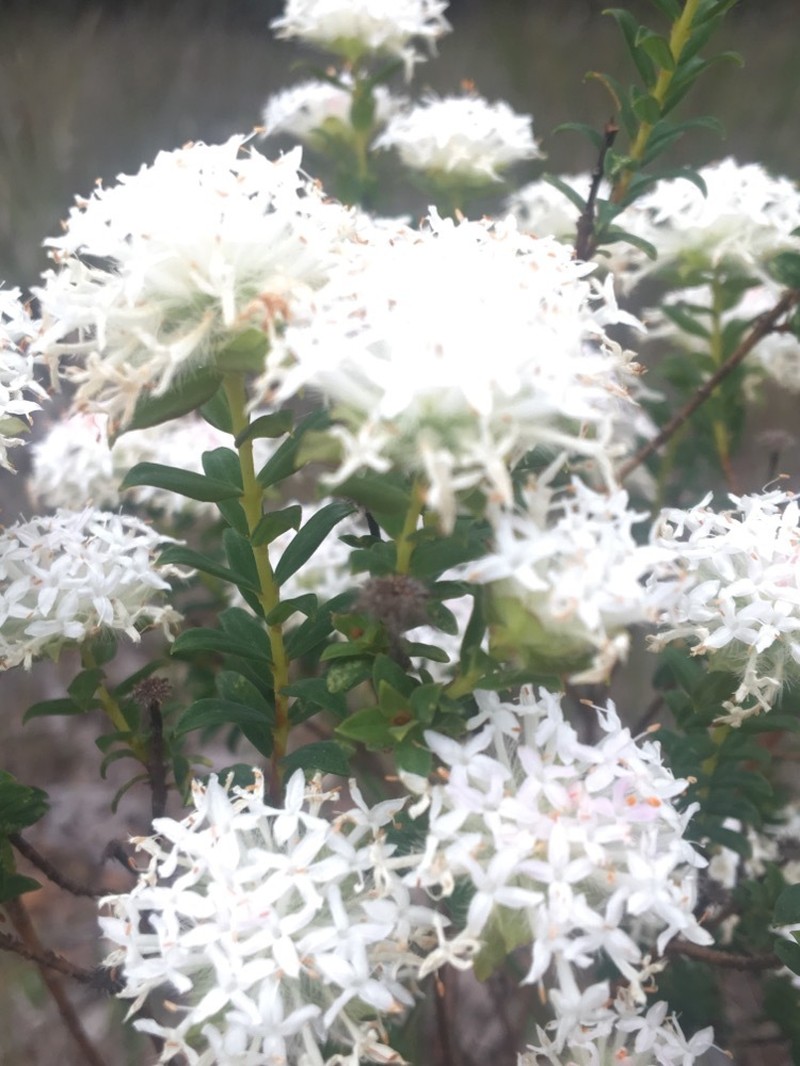 Pimelea ciliata subsp. ciliata