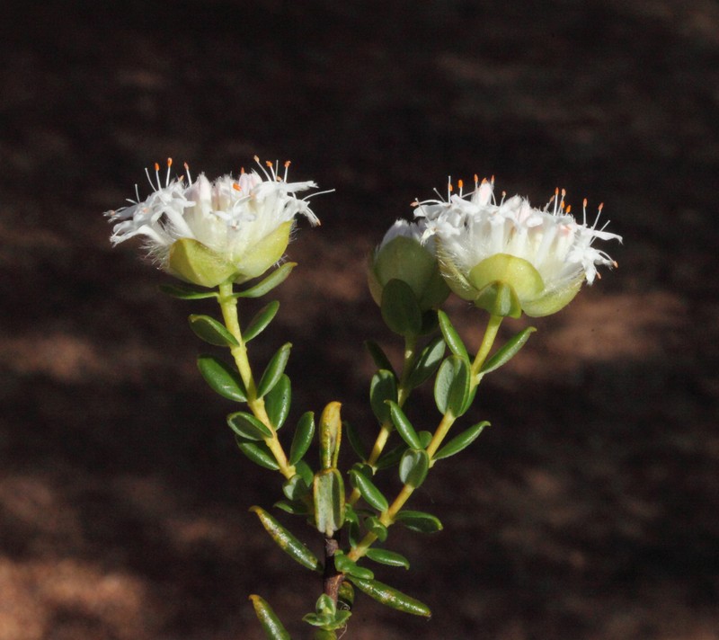 Pimelea ciliata subsp. ciliata photo 2