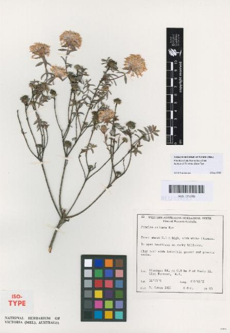 Pimelea ciliata subsp. ciliata photo 3