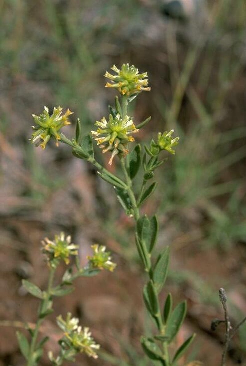 Pimelea confertiflora