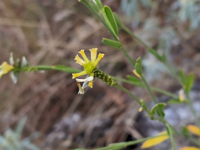 Pimelea confertiflora photo 2