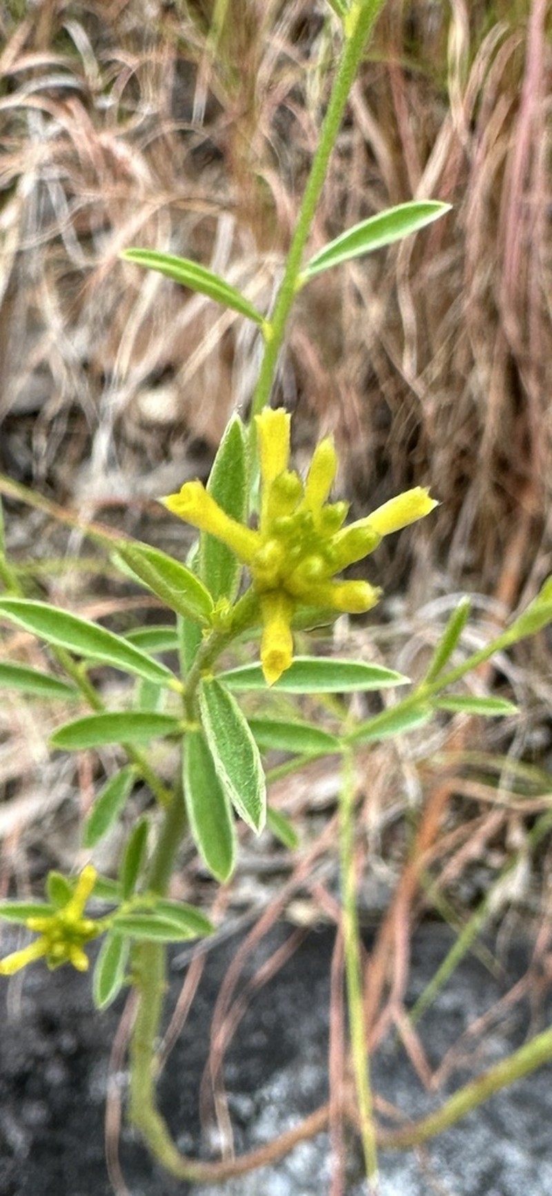 Pimelea confertiflora photo 4