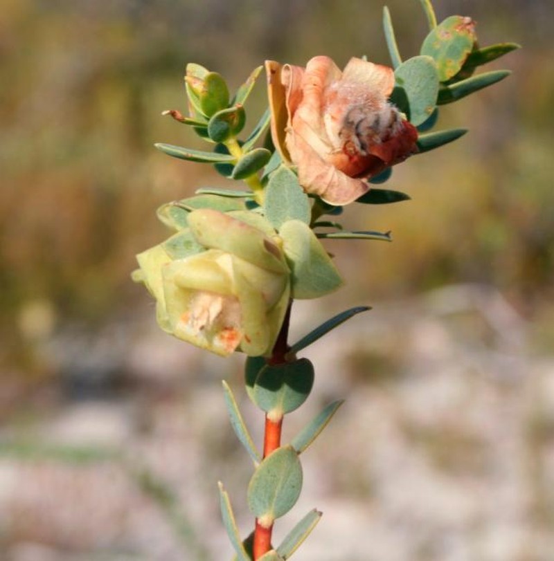 Pimelea cracens subsp. cracens
