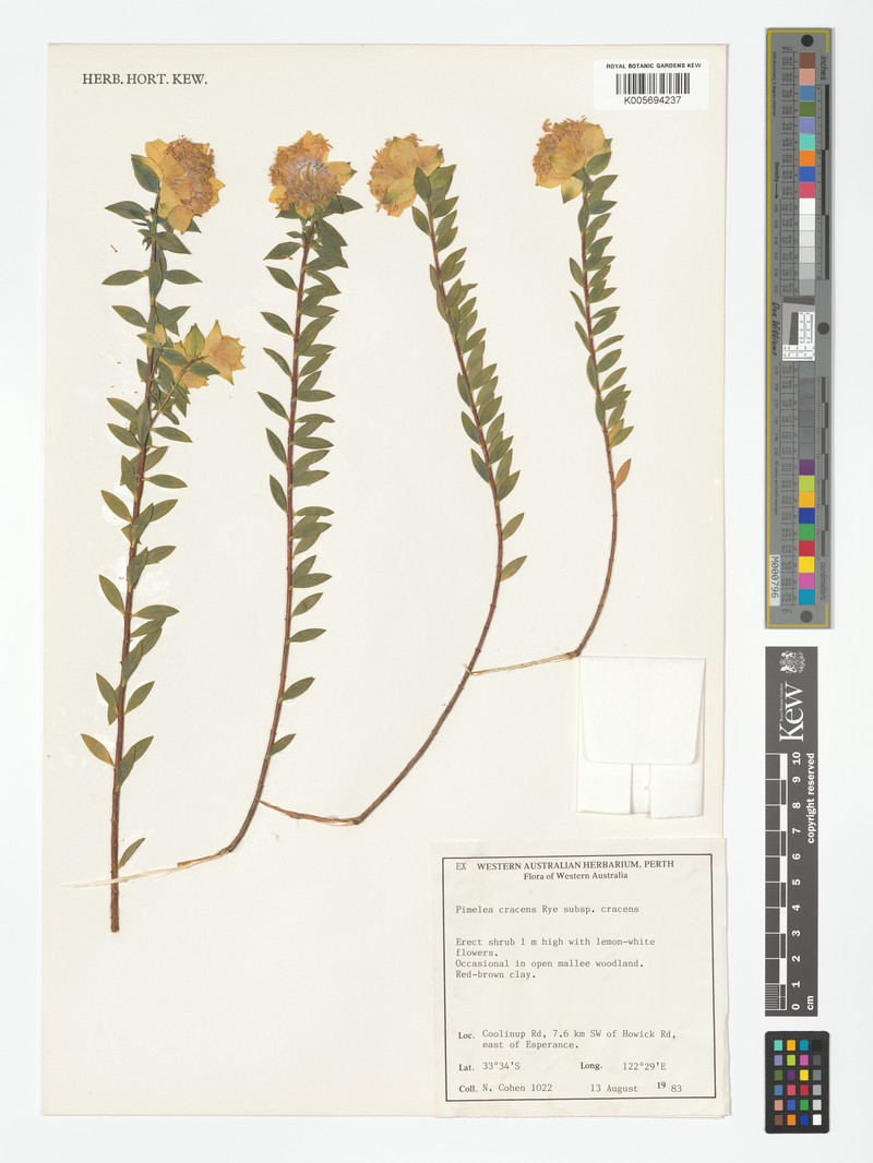 Pimelea cracens subsp. cracens photo 2