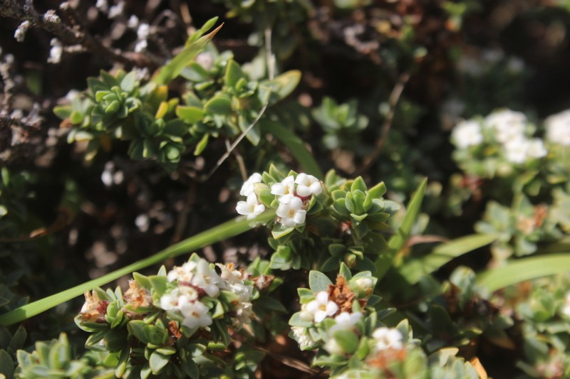 Pimelea cryptica