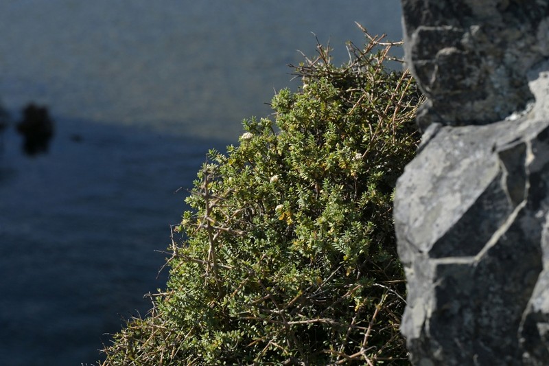 Pimelea cryptica photo 2