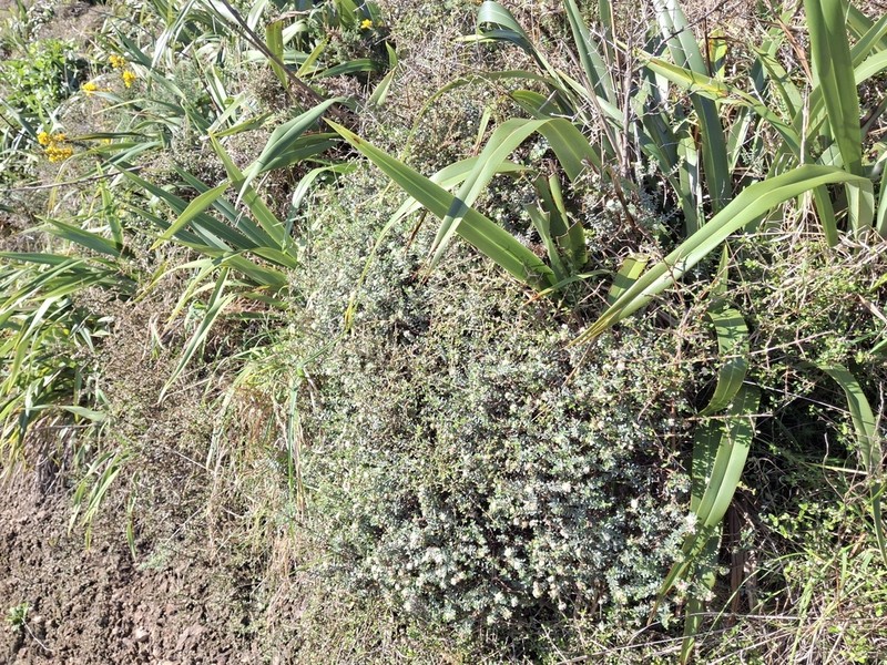 Pimelea cryptica photo 3