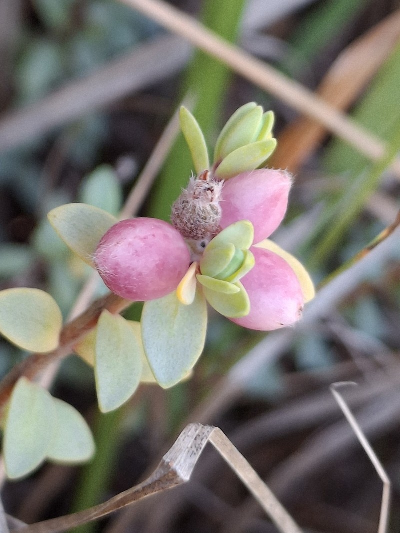 Pimelea cryptica photo 4