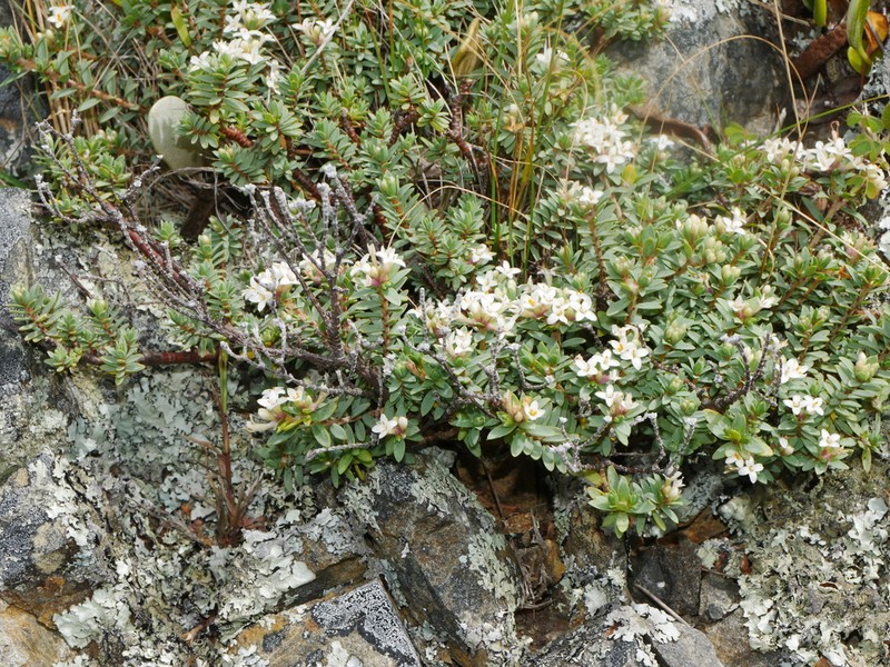 Pimelea cryptica photo 5