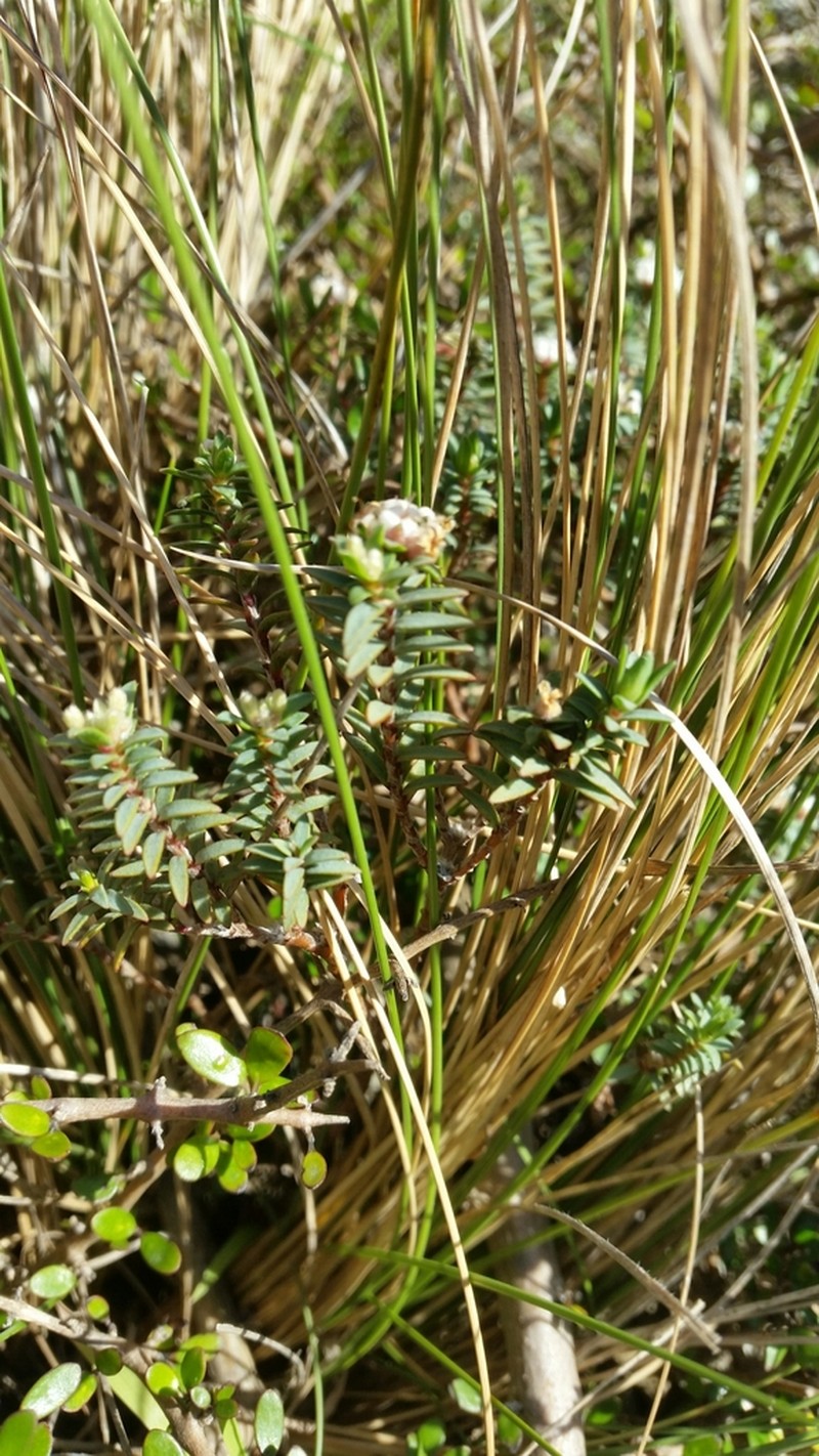 Pimelea cryptica photo 6