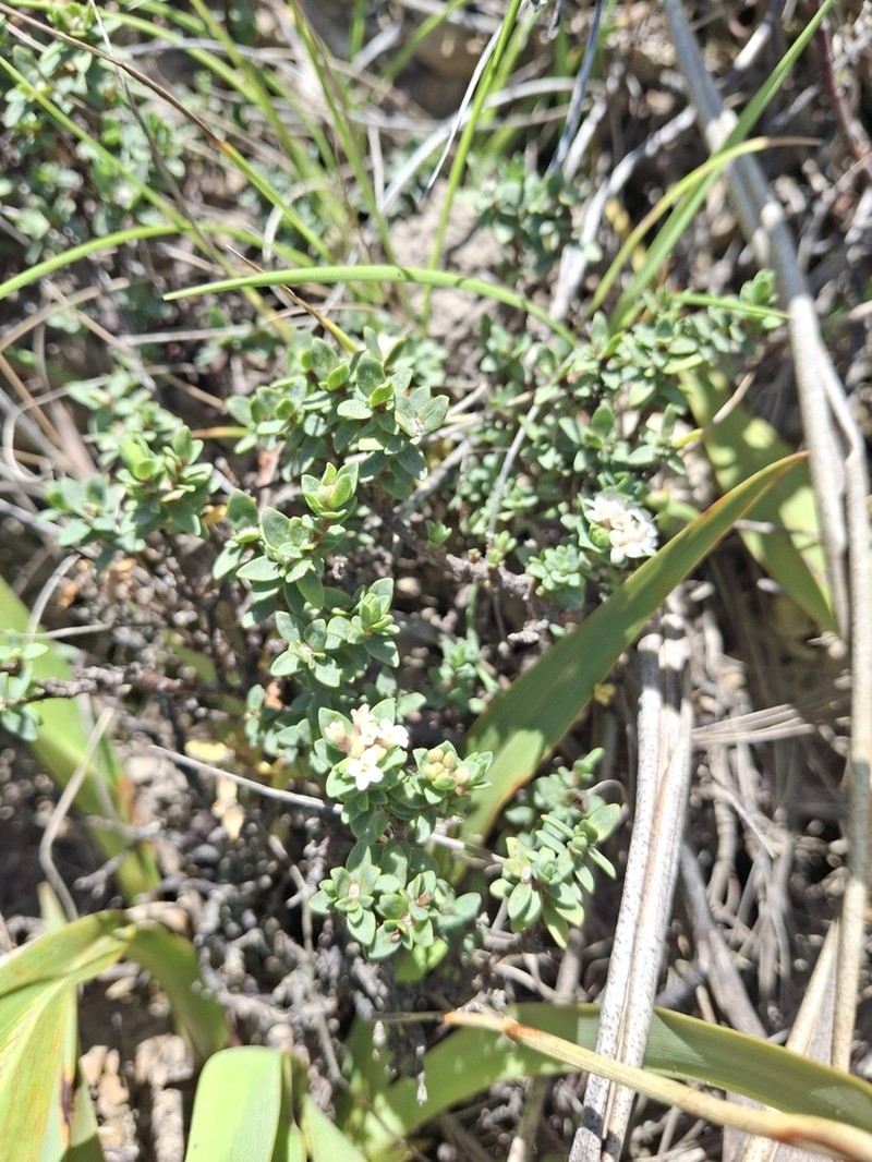 Pimelea cryptica photo 7
