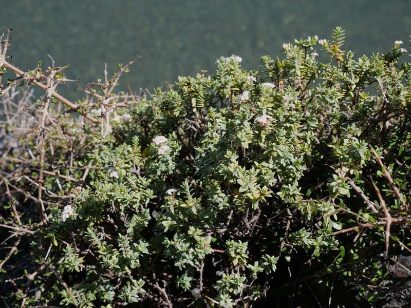 Pimelea cryptica photo 8