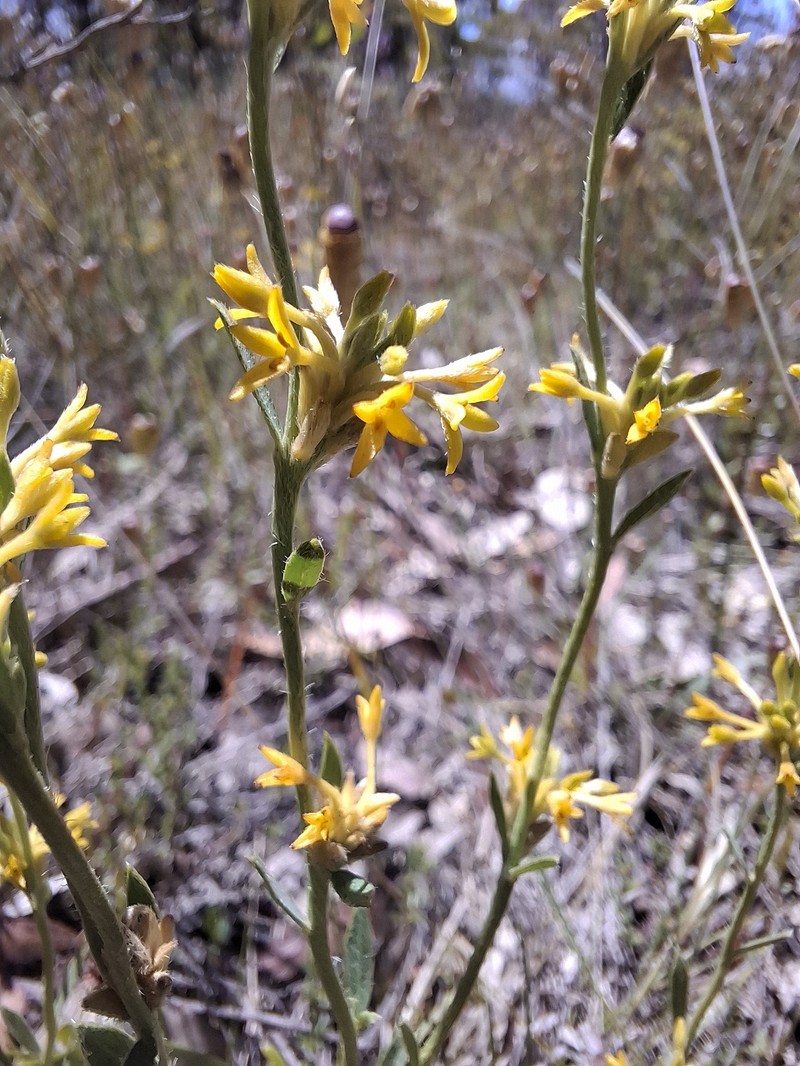 Pimelea curviflora subsp. acuta