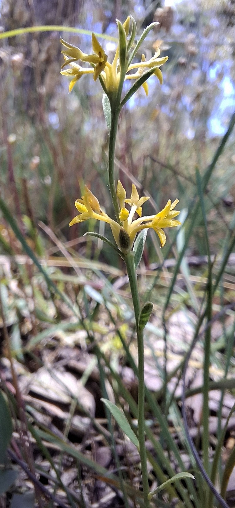 Pimelea curviflora subsp. acuta photo 2