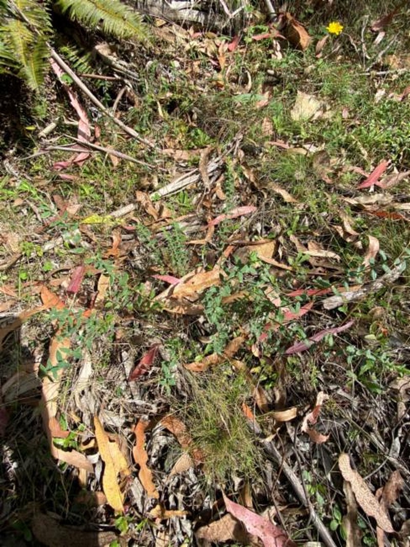 Pimelea curviflora subsp. acuta photo 3