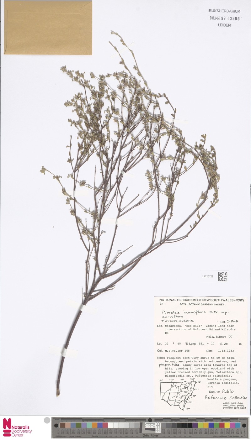 Pimelea curviflora subsp. curviflora