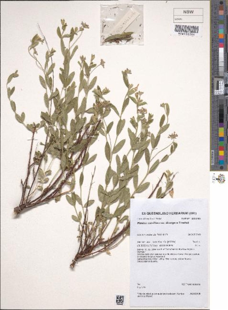 Pimelea curviflora subsp. divergens