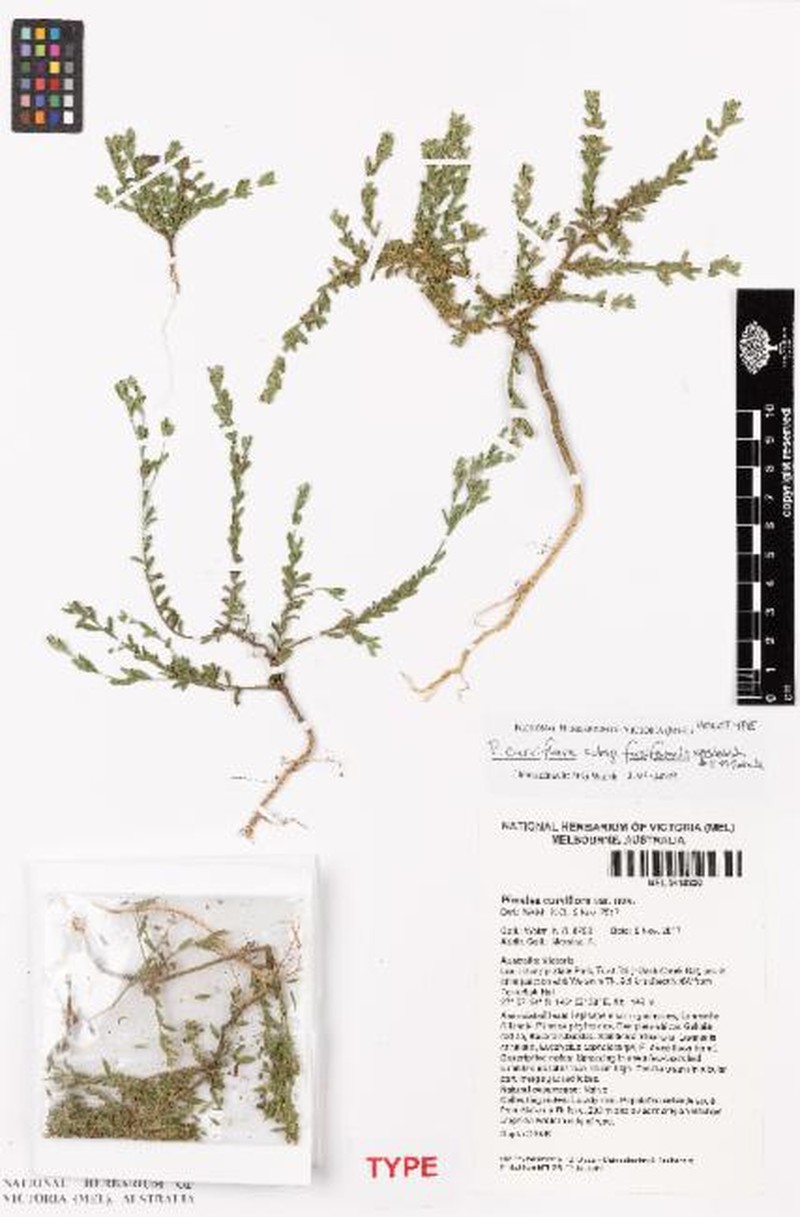 Pimelea curviflora subsp. fusiformis