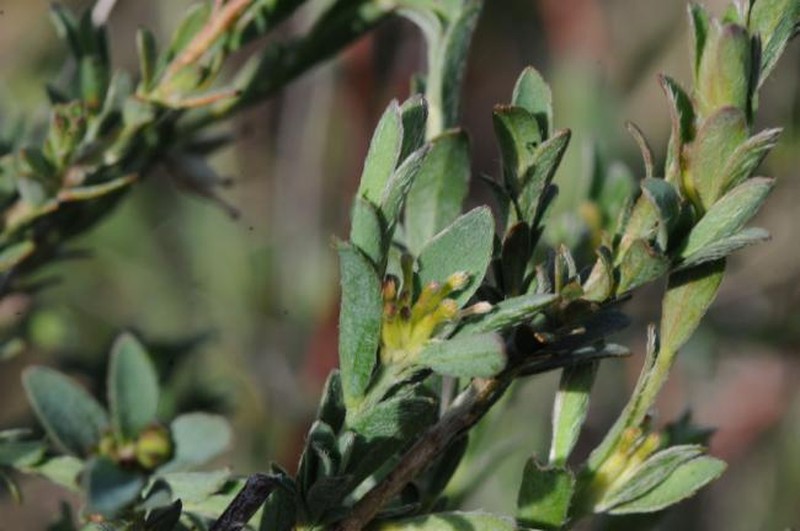 Pimelea curviflora subsp. planiticola