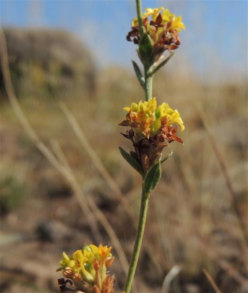Pimelea curviflora subsp. sericea