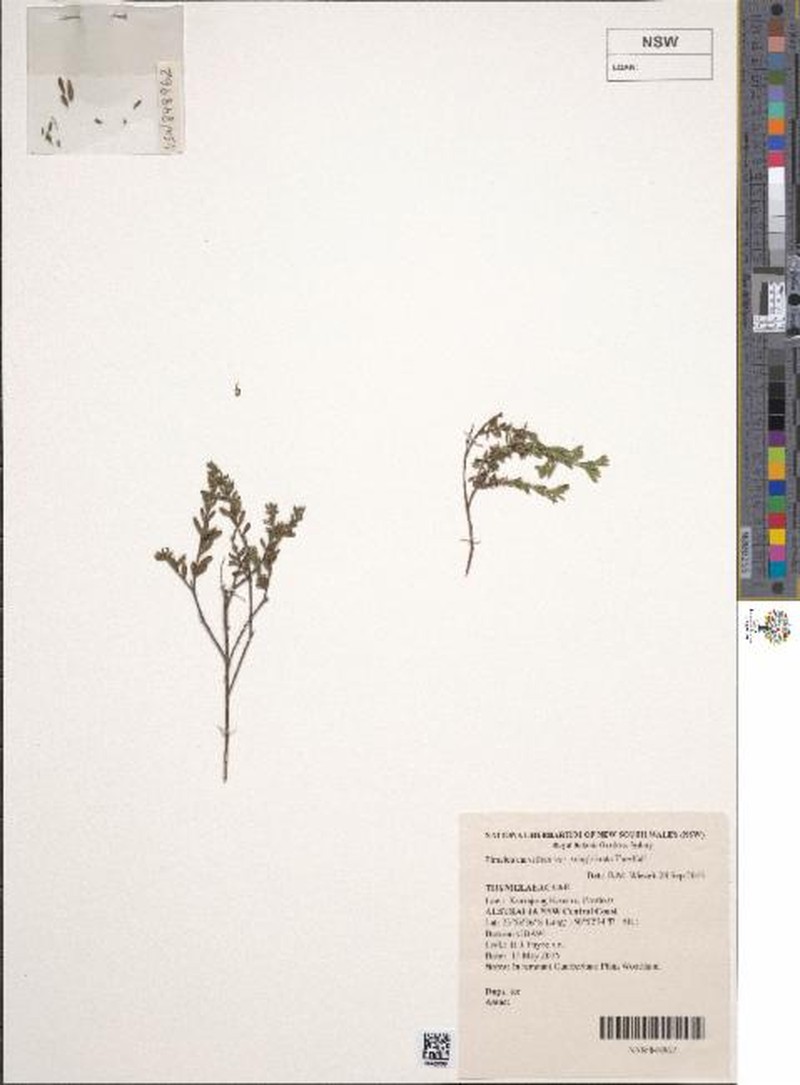Pimelea curviflora subsp. subglabrata