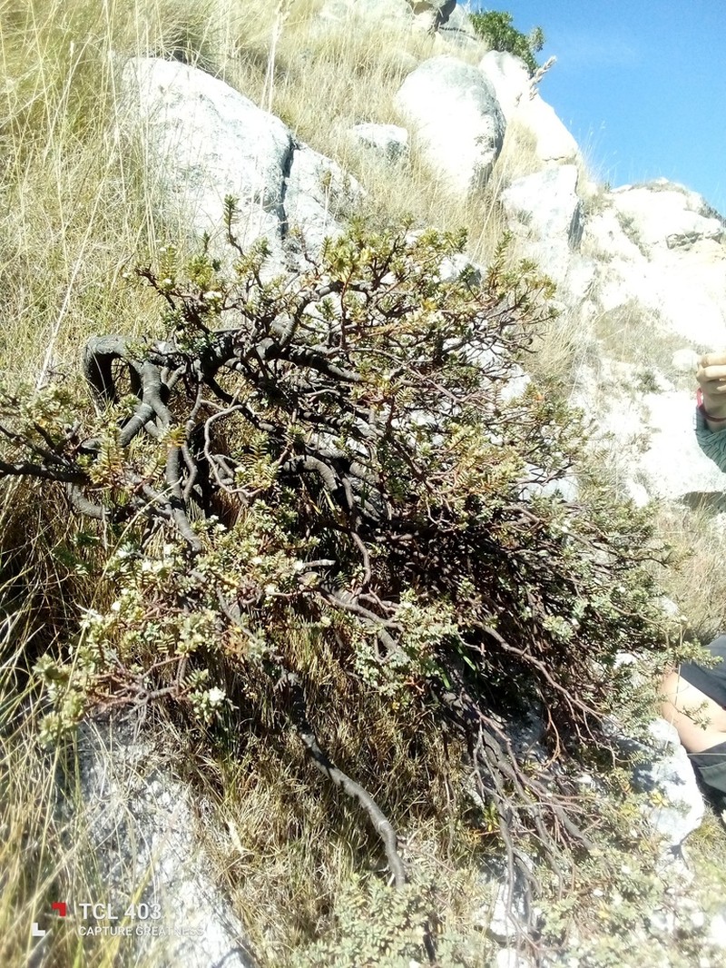 Pimelea declivis photo 2