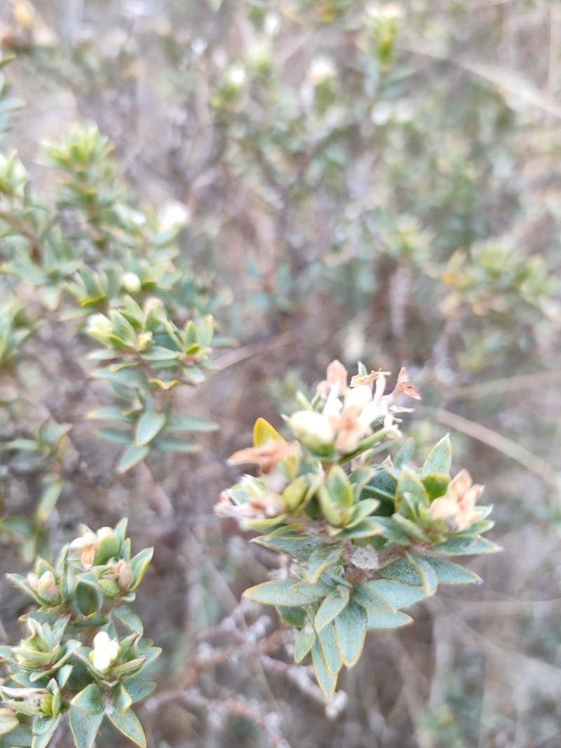 Pimelea declivis photo 3